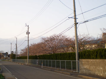 ご家族の皆さま、いっしょにお花見はいかがでしょうか