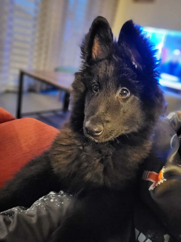Ayka Des Loups de la Tiarde