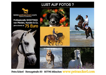 Pferdefotografie/Hundefotografie in Andalusien & Bayern 