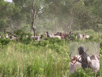 Illegal in den Nationalpark geführte Viehherden gefährden die Wildtiere und können Epidemien auslösen. Foto: 09.06.2012