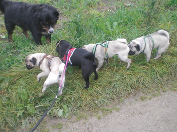 Gerry, Cicero, Mattheo & Gustav
