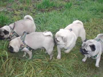 Carla, Kira, Alfi & Gustav
