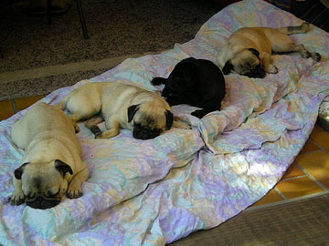 Mops-Siesta in Wien