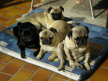 Adele inmitten ihrer Mopsfamilie !