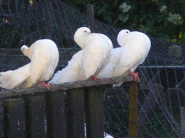 ELEVAGE PIGEONS PAON BLANCS PICARDIE SOMME