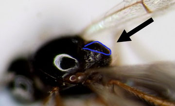 ツヤヤドリタマバチ科の１種（青線で囲まれた領域が隆起する）