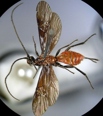ハネグロアカコマユバチ Iphiaulax impostor (Scopoli,1763)