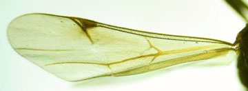シリボソクロバチ科の１種（前翅）
