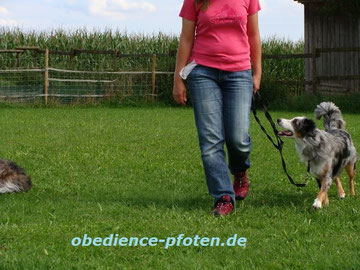 Juniorgruppe - Leinelaufen zwischen anderen Hunden