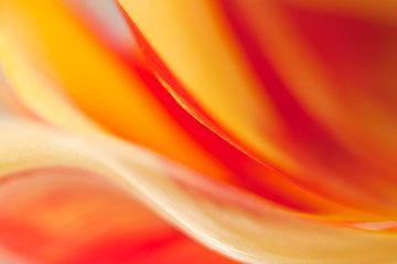 Eine züngelnde Flamme: eine rot/Gelbe Tulpe in Mkro, ohne digitale Nachbearbeitung