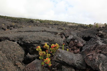 Ein Pflänzchen kämpft sich durch die Lava