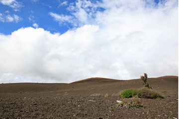 Devastation Trail