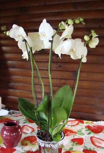 orchidée