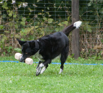 Apportieren OB2