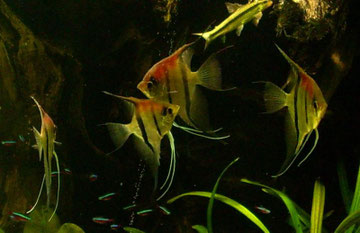 Fische