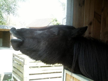flehmen