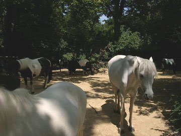 Ponies