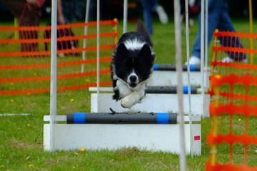 Flyball, photo Breeze Uk