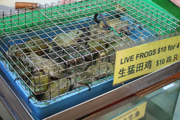 Grenouilles vivantes au marché chinois