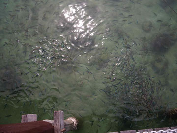 Petits poissons sous la jetée de Manukan