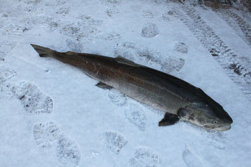 Gefangen am 9. Jänner 2012, Länge 119, 13 kg.