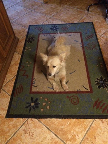 Buddy fand ein liebevolles Zuhause in Nohfelden.