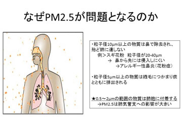 体に入ったPM2.5は肺に沈着しやすい