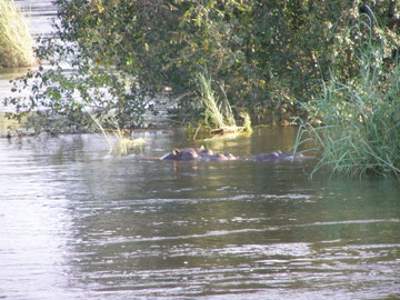 Hippopotames dans le Zambèze