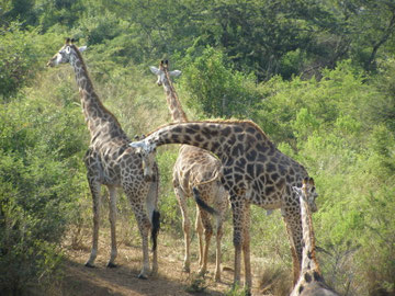Girafes