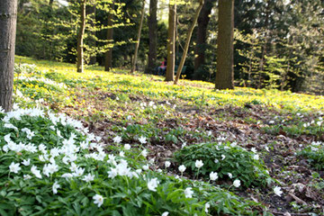 Blühender Waldboden  in der Aprilsonne . Foto: Helga Karl