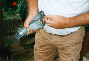 The pigeon was hit by a bird of prey and is the daughter of the cock (NTU 1776-90).  It is my own breed from 1999.