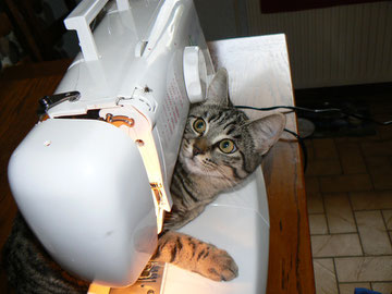 Doudouce grande chasseuse de mouches ! .