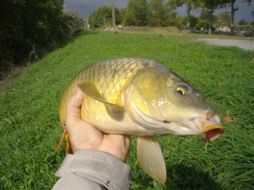 Tenkara carpe Image