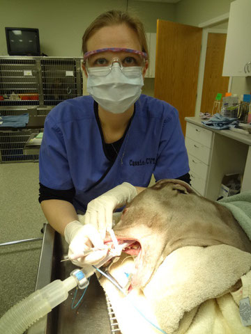 Cassie cleaning teeth