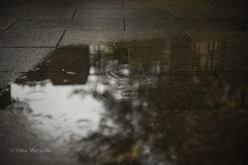 梅雨の声がそろそろ