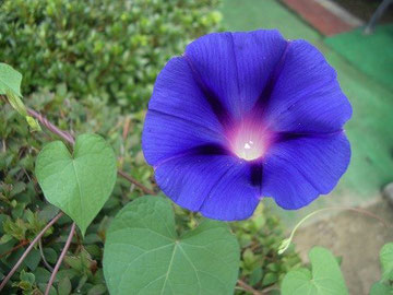 葉がハート型の【赦しの花】