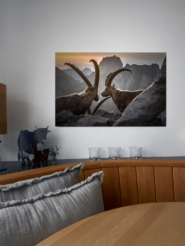 Kundenzufriedenheit, Fine Art, Alu Dibond, Dibond, Marcel Schiegg, Steinböcke, Haas die Werbemanufaktur, Haas Swiss, Alpstein, Print, Referenz, Druck, Printart