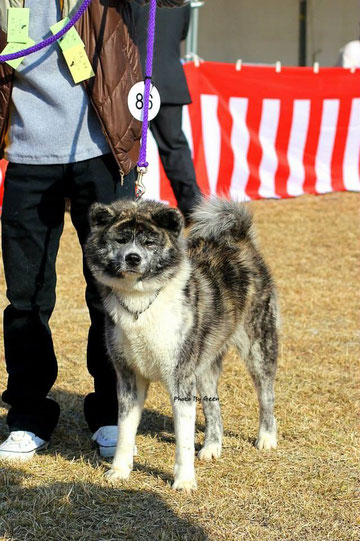 雲海　×　小雪　　　女川共立　　owner　大橋　鹿一　　handler　栗尾　孝治