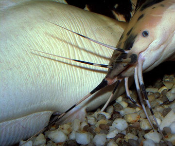 Paarung bei Froschwelsen (Clarias batrachus)