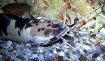 Clarias batrachus