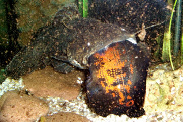 Cephalosilurus spec. & Astronotus ocellatus