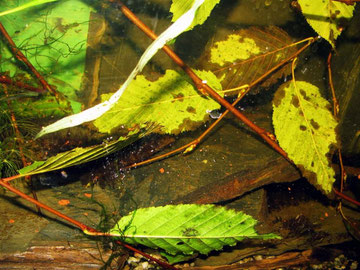 Platydoras costatus - Aquarium