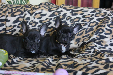 Chocolate puppies 2013