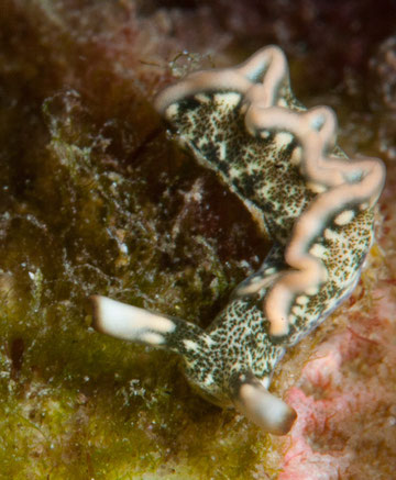 Thuridilia carlsoni
