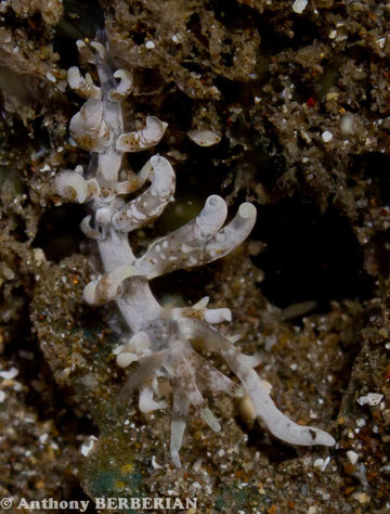 Phyllodesmium sp. 1