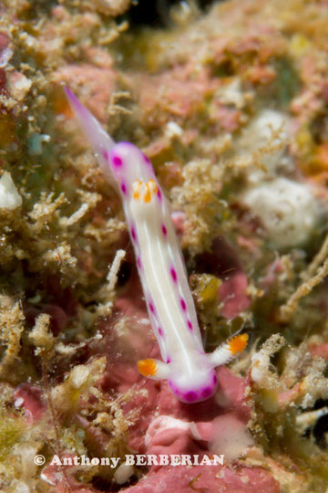 Hypselodoris maculosa