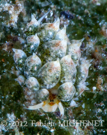 Costasiella kuroshimae