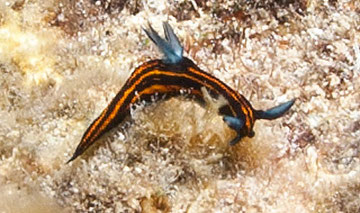 Roboastra gracilis