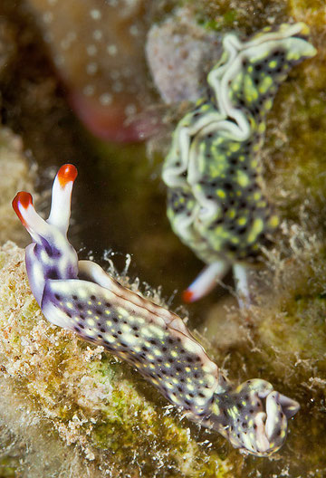 Thuridilla vatae