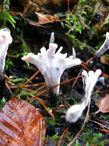 Geweihförmige Holzkeule (xylaria hypoxylon) auf einem überwachsenen Baumstubben (Konidienstadium).